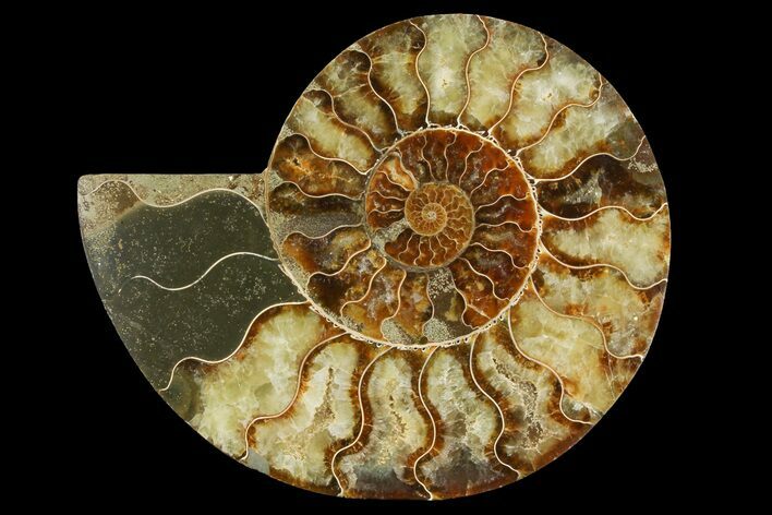 Cut & Polished Ammonite Fossil (Half) - Madagascar #157946